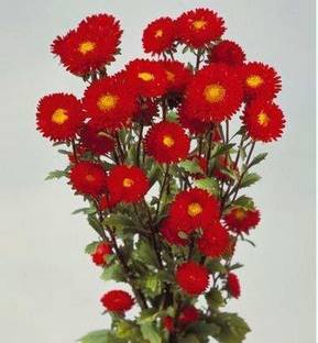 Lorvox Aster Seed