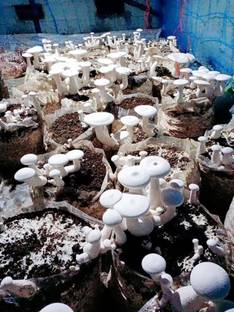 GREENSEA Mushroom Seed