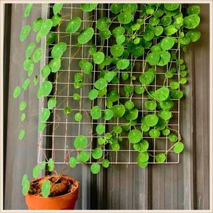 DHOR Stephania Erecta Plant Seed