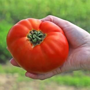 Avysa Tomato Amelia Seed