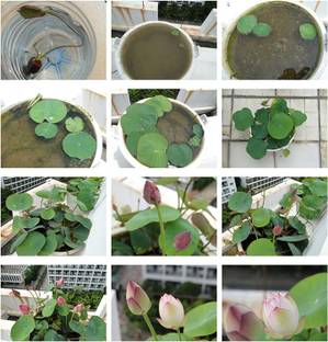 VibeX ® VMR-9 Water Lily Flower Plant Seeds Seed