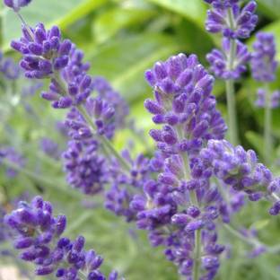 Flipkart SmartBuy Lavender Herb Plant Seed