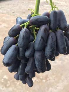 PASCLE Finger Black Grape Extra Super Sweet Seed
