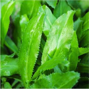 VibeX LXI-5 - Culantro (Eryngium foetidum) - (2250 Seeds) Seed