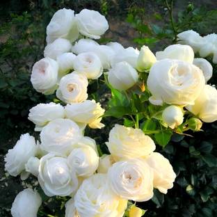 LPR GULAB ,ROSE Seed