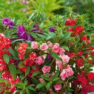 SeeGreen High Germination Balsam seeds, Mixed Organic Balsam Seeds, Dopati Hybird Seed