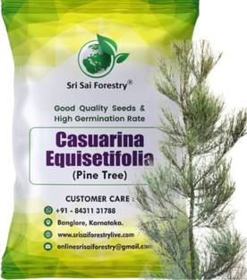 SRI SAI FORESTRY SRI SAI FORESTRY Casuarina Seeds (Pine Tree) – Perfect for Planting Seed