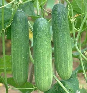 Bahan Traders Cucumber Seed