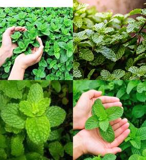 ibains Pudina seeds beez 12 Seed