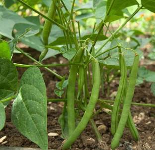 Aywal French Beans Vegetable Plant Seed