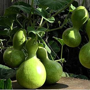 Aro Bottle Gourd round, Kaddu, Lauki Seed