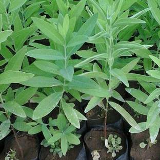 Seedsqlty white chandan seeds Seed