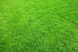 Arshiayat Bermuda Grass Seed