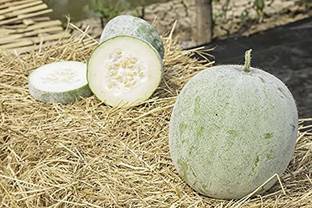 Aywal Ash Gourd (Mithai Petha) Vegetable Seed