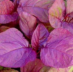 Hmr Amaranth Chinese Spinach Asia Red Vegetable Seed