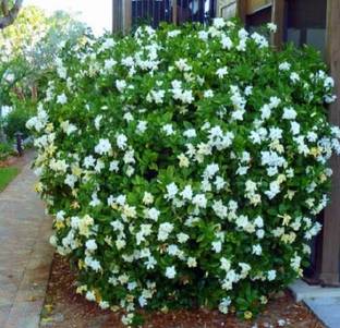 Aywal Jasmine Seeds-Siuli Flower Seed
