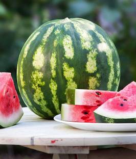 WILLVINE GUA-389 Watermelon Seeds - Crimson Sweet Seed