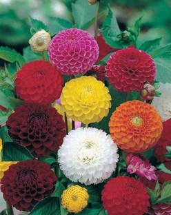 DIVINE ®EF- Mixed Color and Hybrid Flower Seeds -0A459 Seed