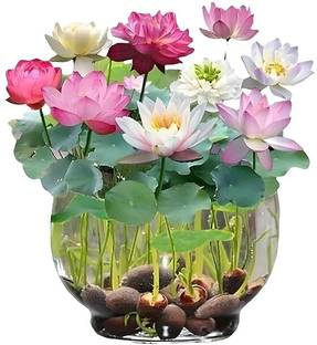 GREENSEA Lotus, Kamal Seeds for Growing Home, High Yield Seed