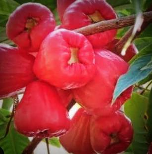 SHYAM RedWater Apple Fruit Plant Seed