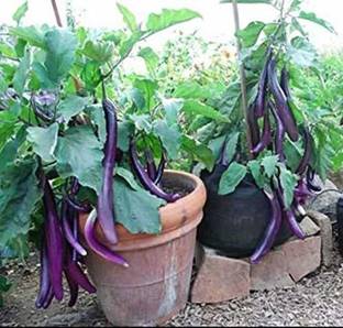 greenglory Vegetable Seeds - Chinese Brinjal Long F1 Hybrid Seed