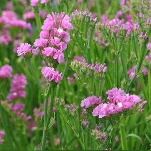 Biosnyg Statice Flower Garden Seeds - QIS Series -Rose-[50 Seeds] Seed