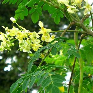 VibeX PAU-62 - Flowering DRUMSTICK TREE Moringa Oleifera - (150 Seeds) Seed