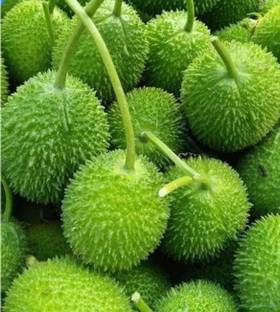 ROSEMERC Spiny gourd/Kantola/ Akakara seeds ( 25 per packet ) Seed