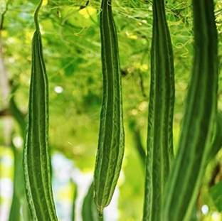 CYBEXIS XLL-35 - Ridge Gourd Turai - (300 Seeds) Seed