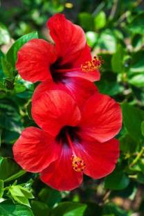 SREE hibiscus, joba, mandara Seed