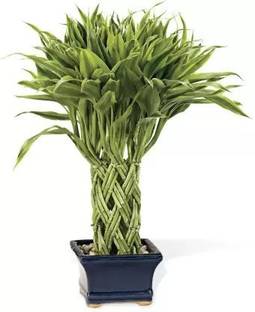 Aro Bamboo, Lucky bamboo Seed