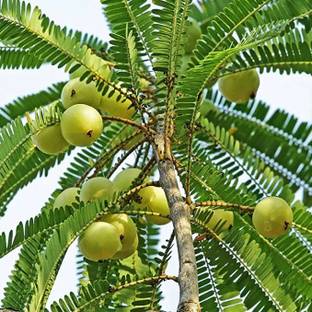 Aro Gooseberry, Amla Seed