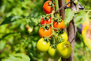 Bcb tomato Seed