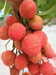 Aywal Litchi, Lychee, Litchi, Lichi, Lichee Fruit Seeds Seed