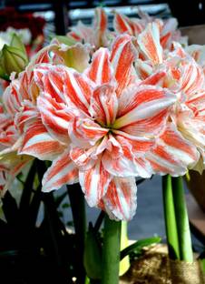 Cloud Farm Lily Plant Seed