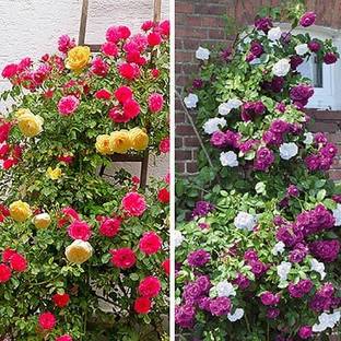 NooElec Seeds India All Seasons Duo Climbing Rose Flower Seed