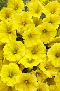 WHADE Yellow Petunia hybrid Seed