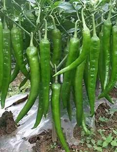 MAA Green Chilli, Chilli Pepper, Mirchi Seed