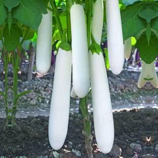 Aro Brinjal white Long, Eggplant Seed