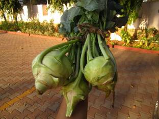KANAYA Hybrid Knol Khol White Vegetable Seed