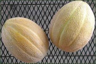 VibeX KGF -88 - Jumbo Cantaloupe/Muskmelon Melon - (450 Seeds) Seed