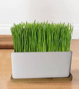 VibeX GUA-66 - Cat Grass Hard Red Winter Wheat - (22500 Seeds) Seed