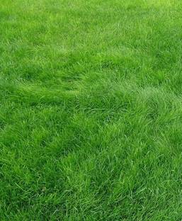 Paudha Lawn Grass Seed