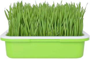 KNESSiN Oat Grass for Home Garden Yards Planting Seed