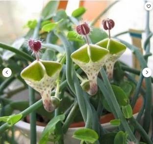 RRNURSERY Succulent Seed