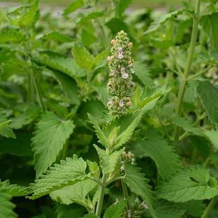 VibeX ® RXI-73 Catnip Seeds for Planting Seed