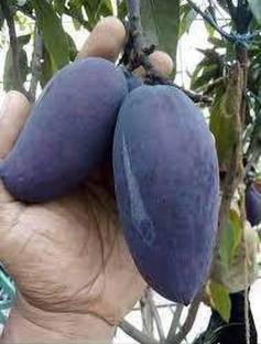 AAM Black mango fruit seeds highest yield Verity very testy fruit 1pc seed Seed