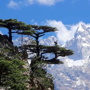 DeodarSeeds Devdar, Himalayan cedar, Cedrus Deodara Seed