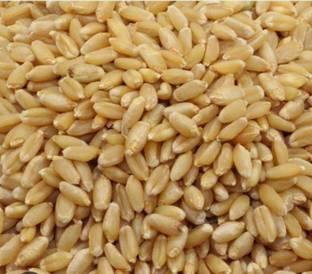 Mahak Stors 5kg, organic wheat sharbati very soft and testy chapati Seed