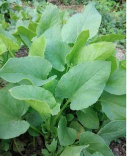ROSEMERC SORREL LEAVES/ CHUKKAKURA Seed